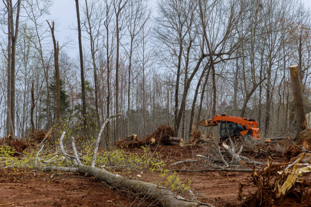 Best Storm Damage Tree Cleanup  in USA