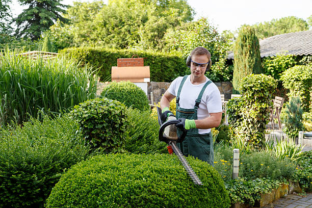 Best Leaf Removal  in USA